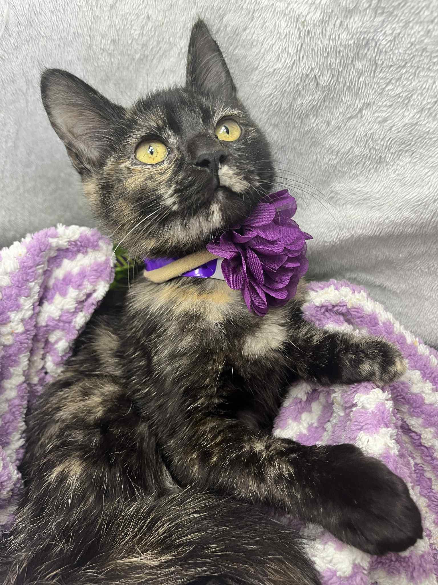 Beep Beep, a Adoptable Tortoiseshell in Tavares, FL image 2/3