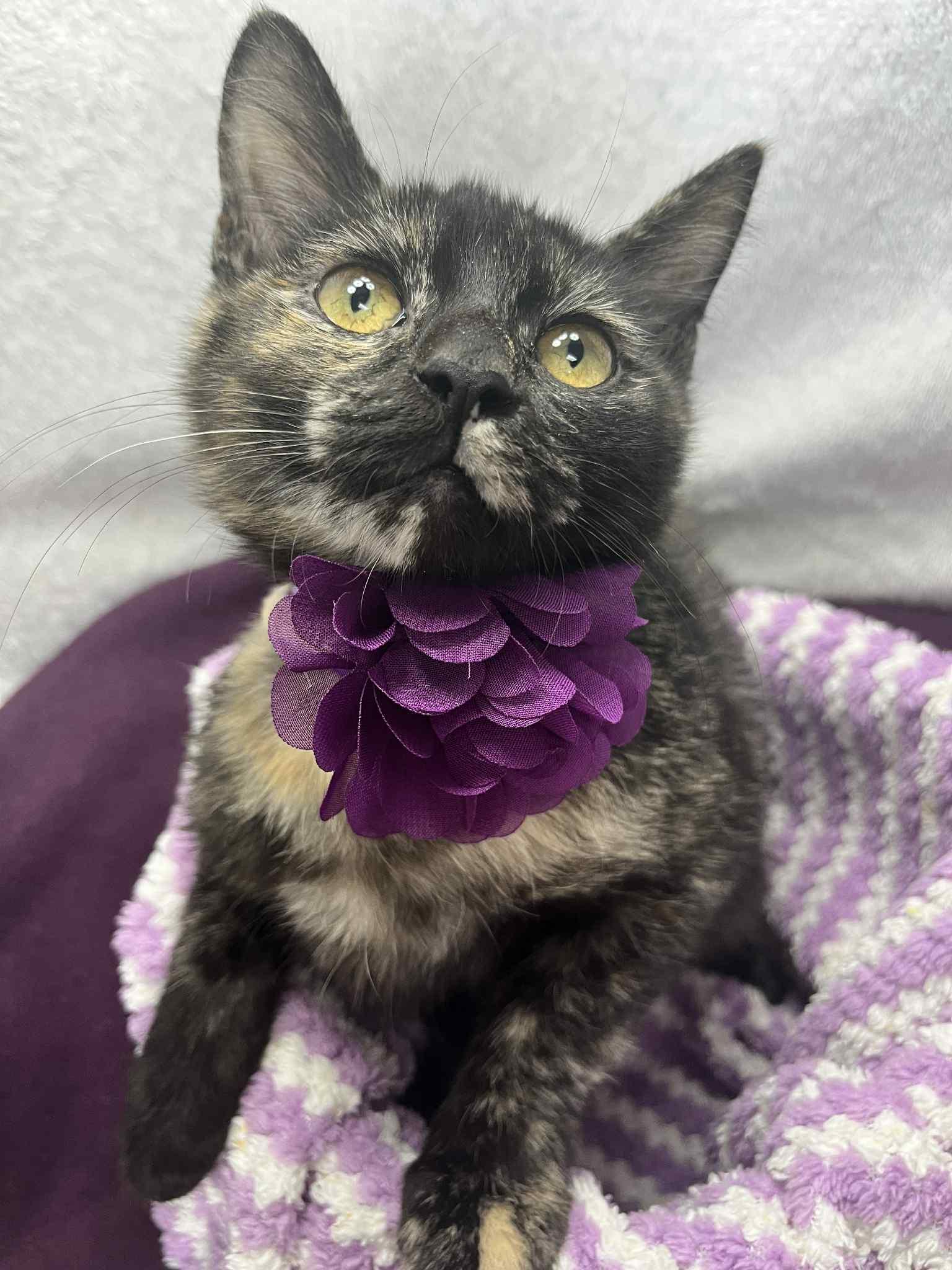 Beep Beep, a Adoptable Tortoiseshell in Tavares, FL image 3/3