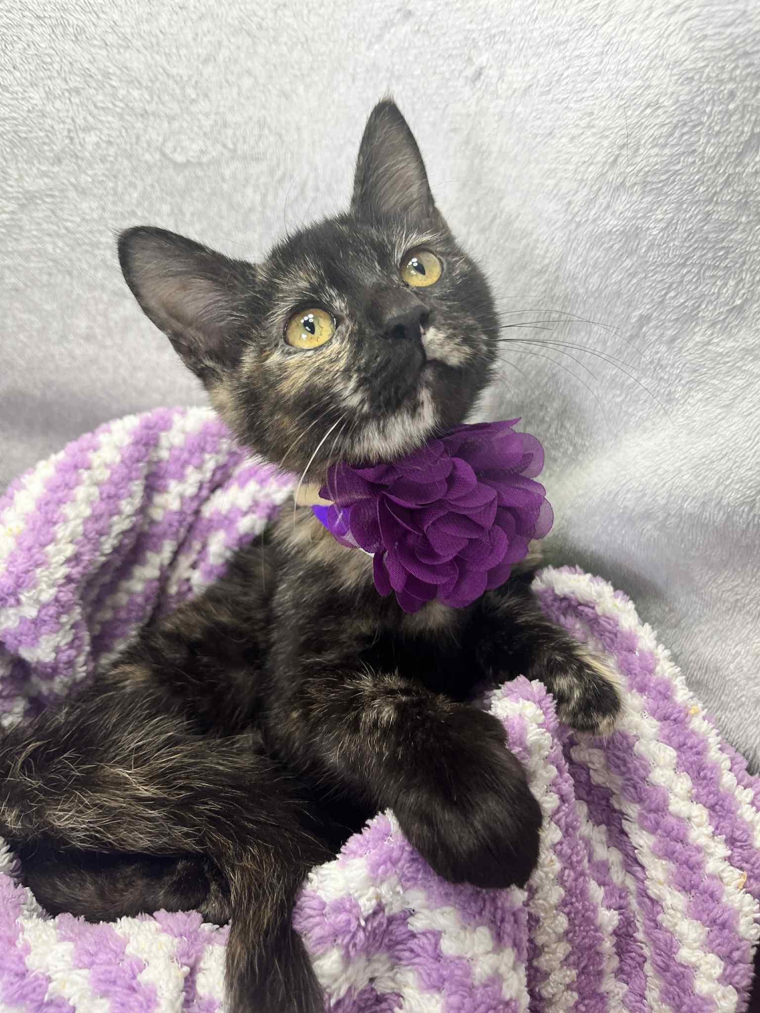 Beep Beep, Adoptable, Kitten Female Tortoiseshell.