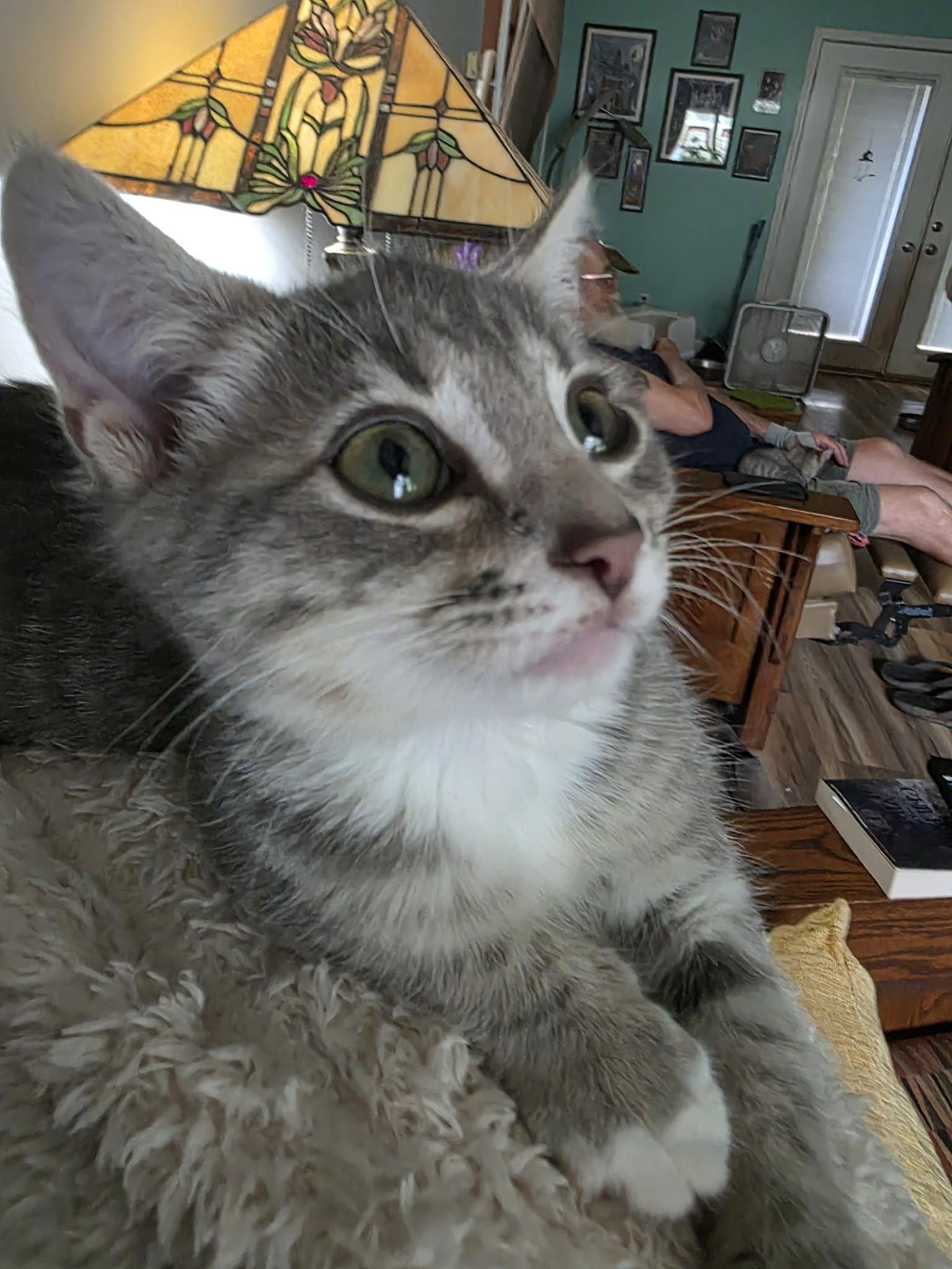 Enlarge Boberry, a Adoptable Domestic Short Hair in Morganton, NC image 2/3