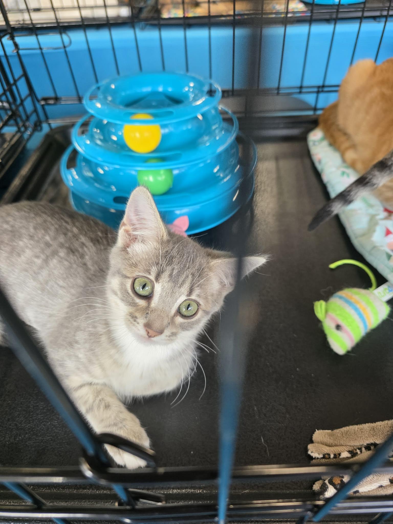 Boberry, Adoptable, Young Male Domestic Short Hair.