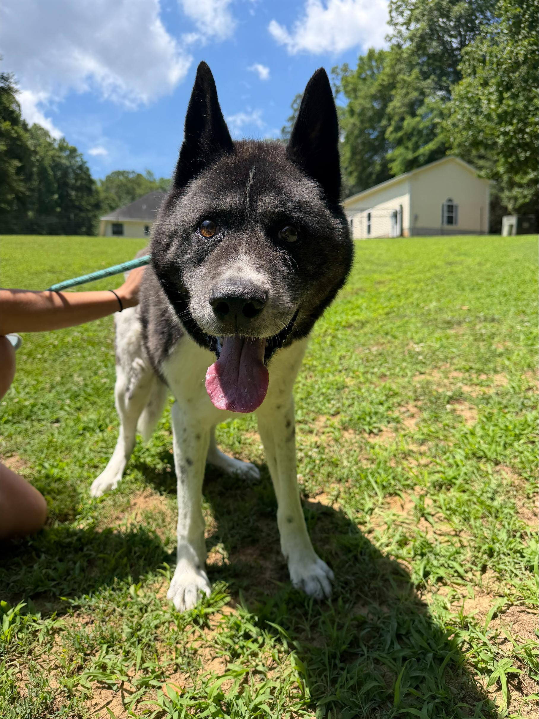 Kodiak, ADOPTABLE, Senior Male Akita.