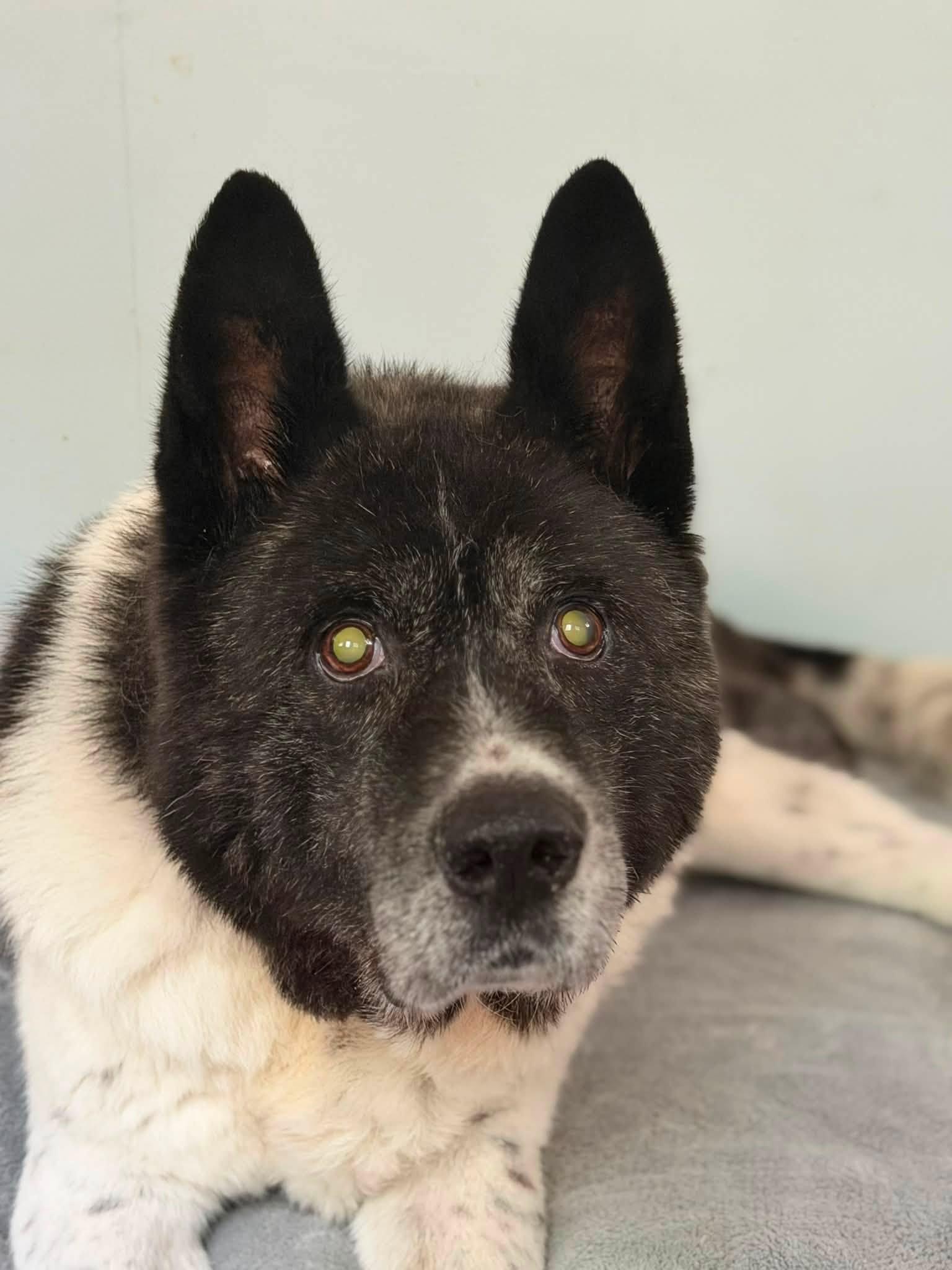 Kodiak, a ADOPTABLE Akita in Prince Frederick, MD image 5/5