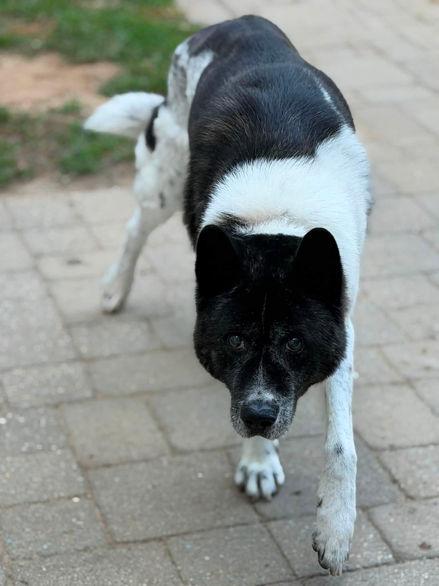 Kodiak, a ADOPTABLE Akita in Prince Frederick, MD image 4/5