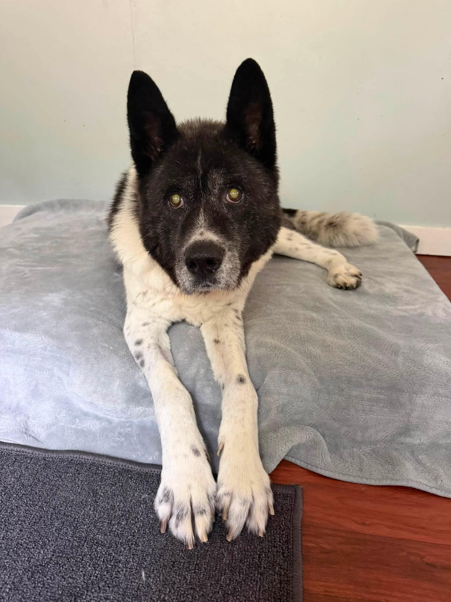 Kodiak, a ADOPTABLE Akita in Prince Frederick, MD image 2/5