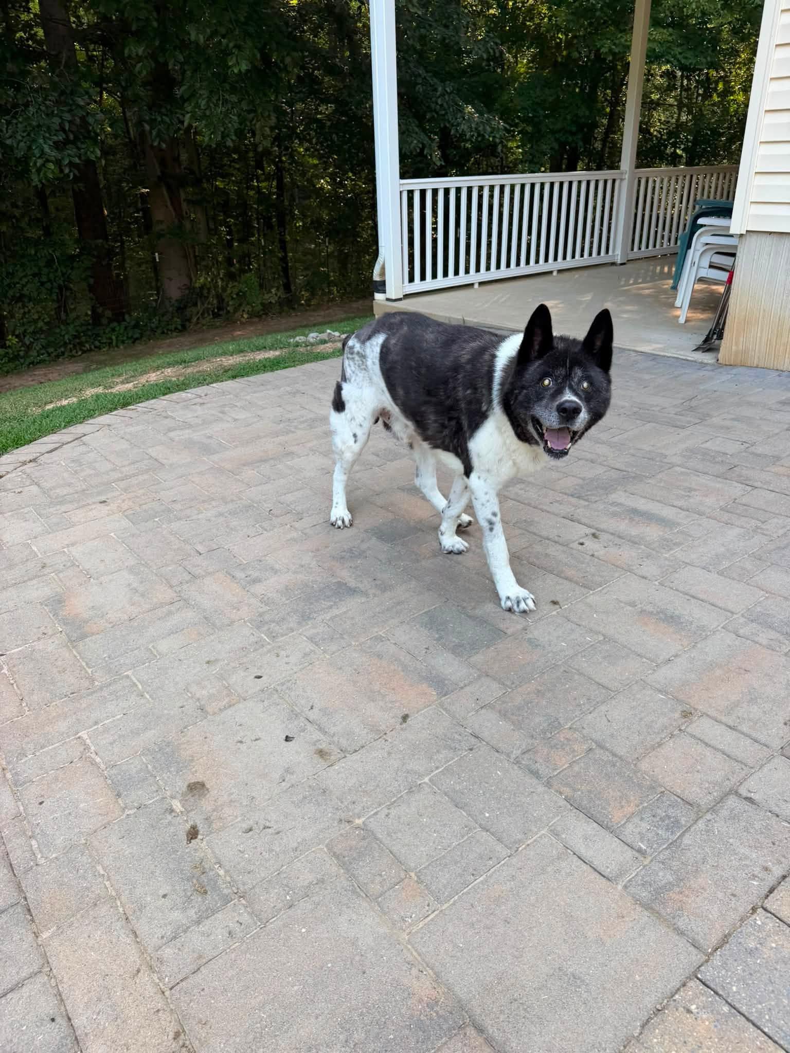 Kodiak, a ADOPTABLE Akita in Prince Frederick, MD image 3/5
