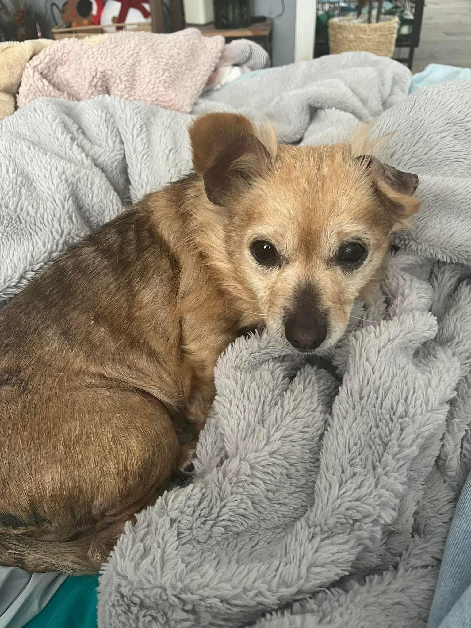 Enlarge Abigail , an adoptable mixed breed in Grosse Pointe Park, MI image 4/4