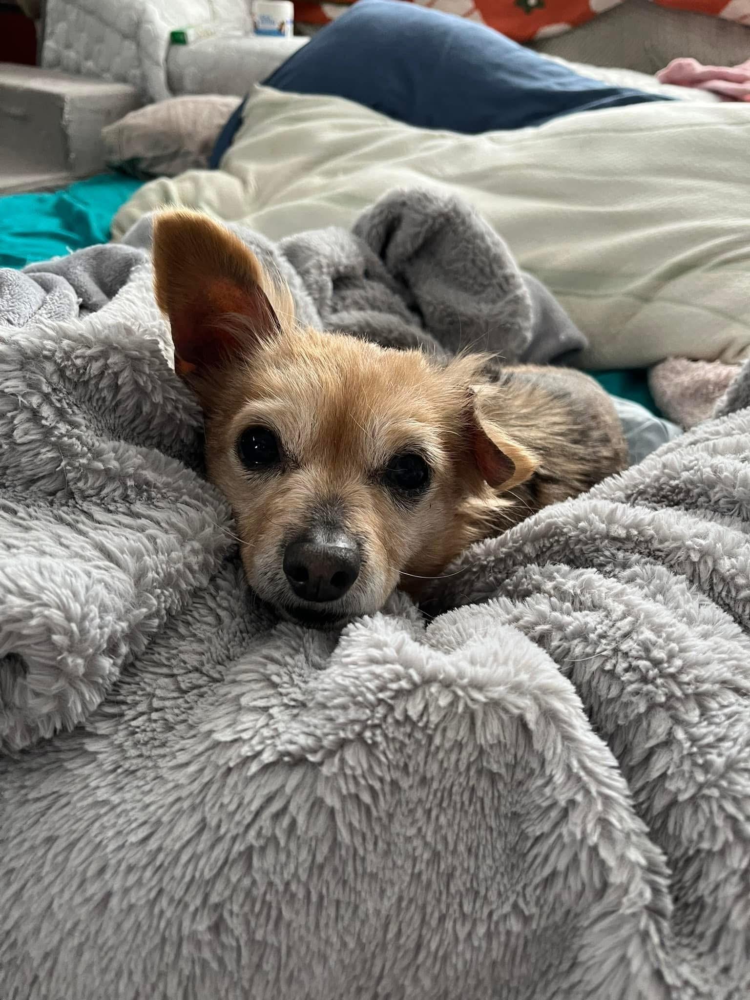 Enlarge Abigail , an adoptable mixed breed in Grosse Pointe Park, MI image 2/4