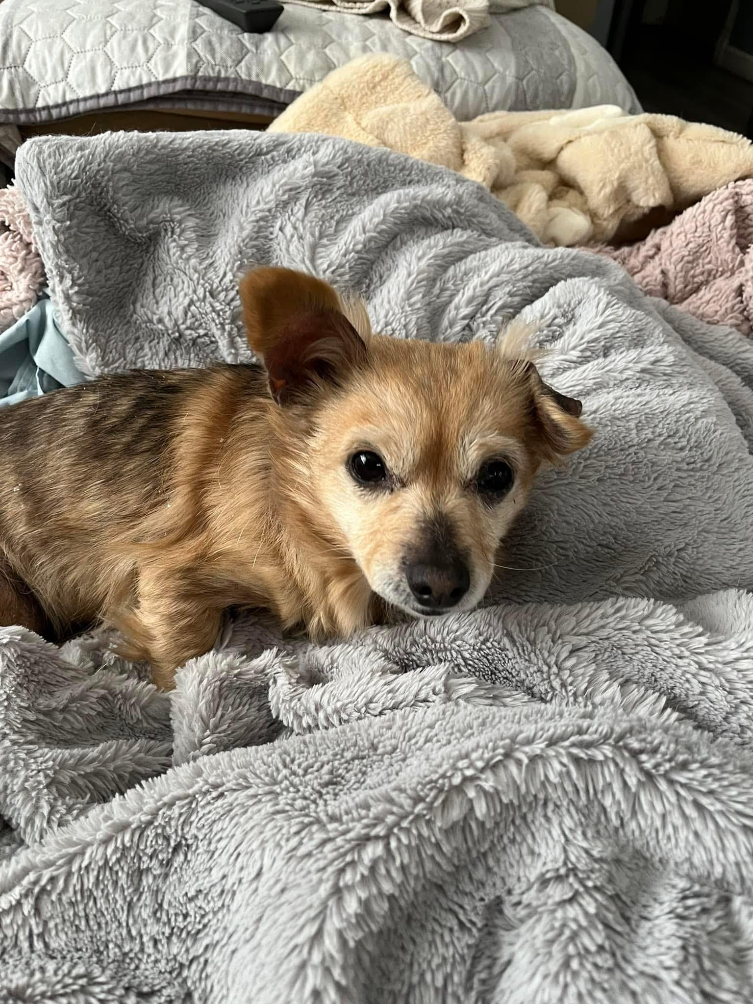 Enlarge Abigail , an adoptable mixed breed in Grosse Pointe Park, MI image 3/4