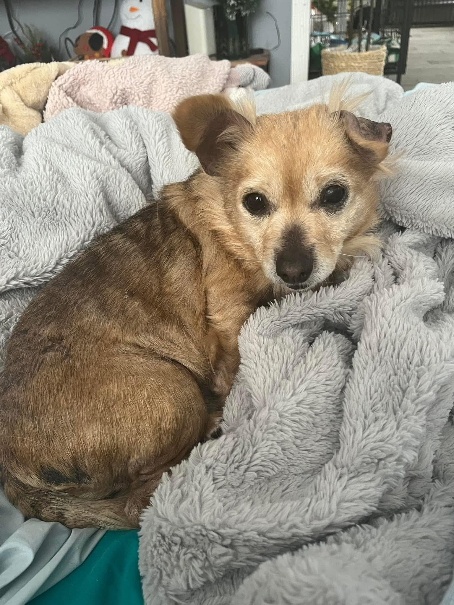 Abigail , adoptable, Adult Female Pomeranian & Chihuahua.