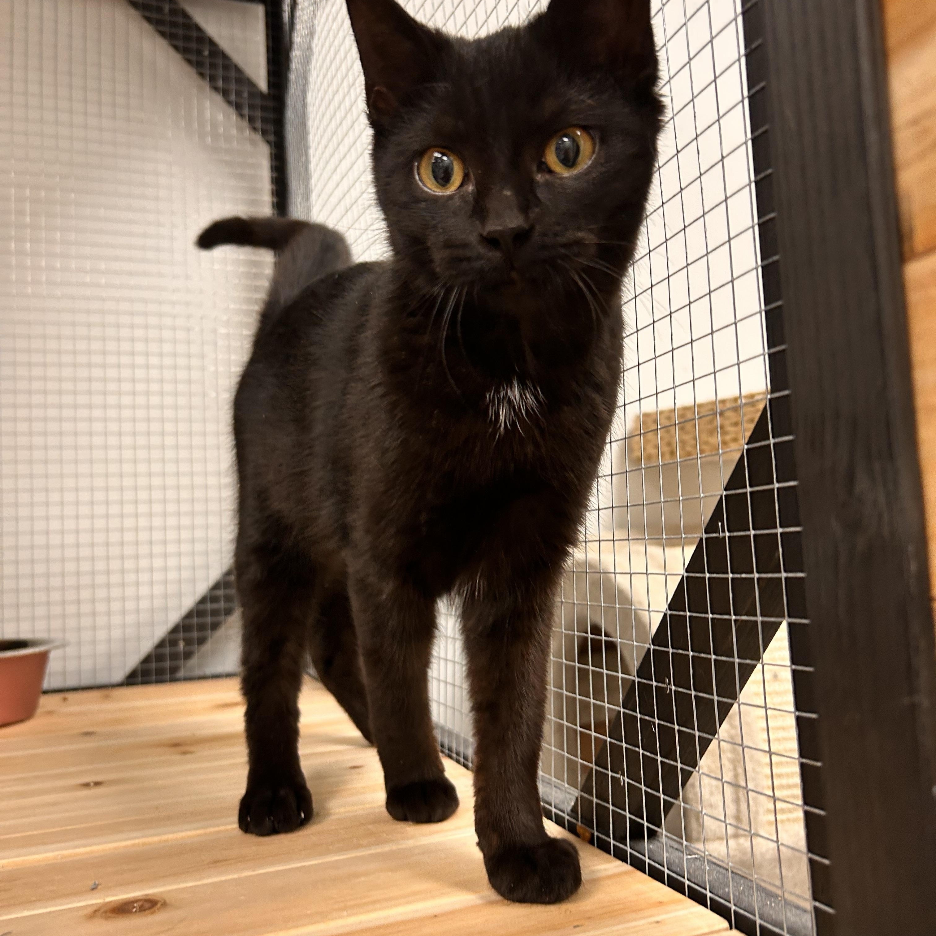 Enlarge Pyrex, a ADOPTABLE Domestic Short Hair in Hudsonville, MI image 1/6