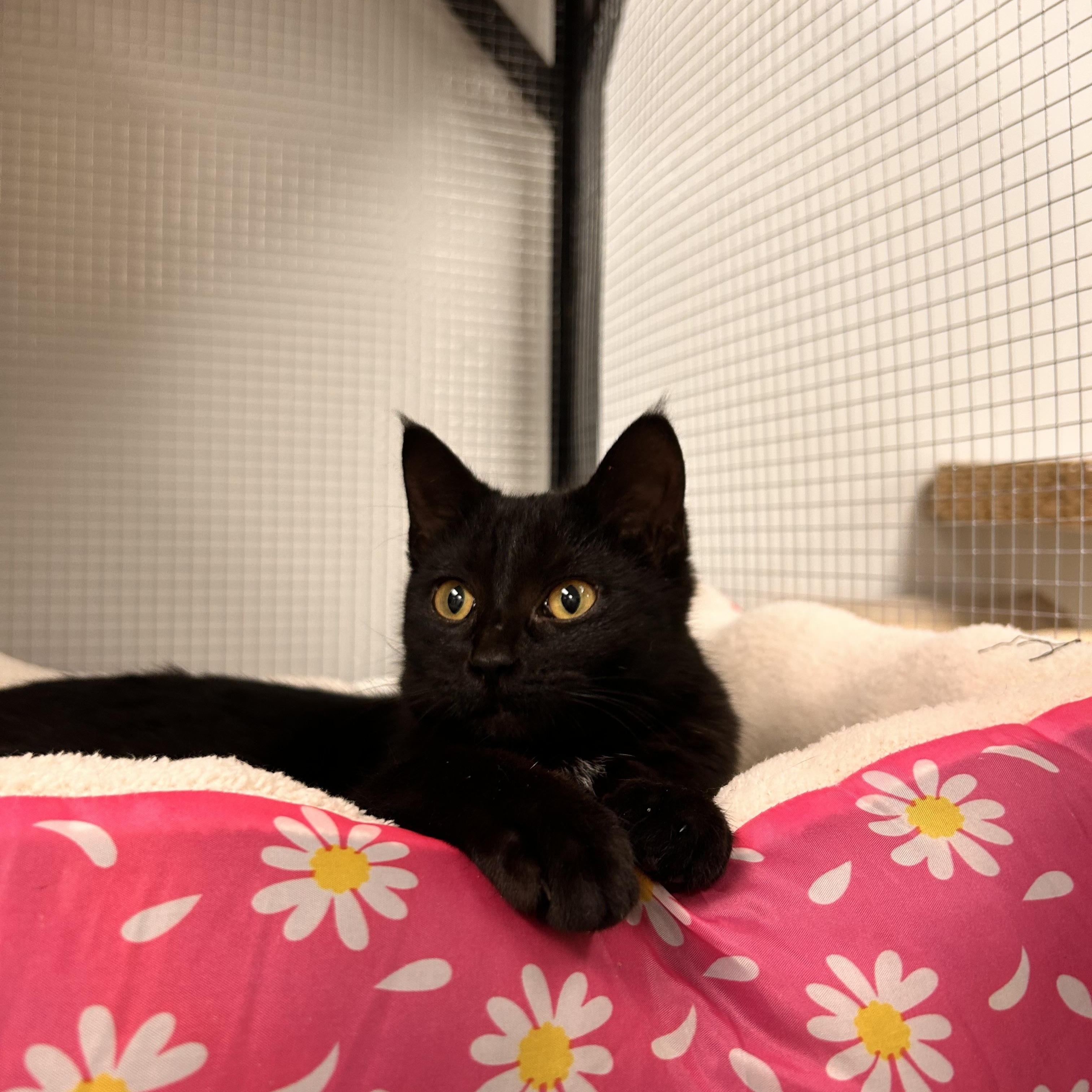Enlarge Pyrex, a ADOPTABLE Domestic Short Hair in Hudsonville, MI image 3/6