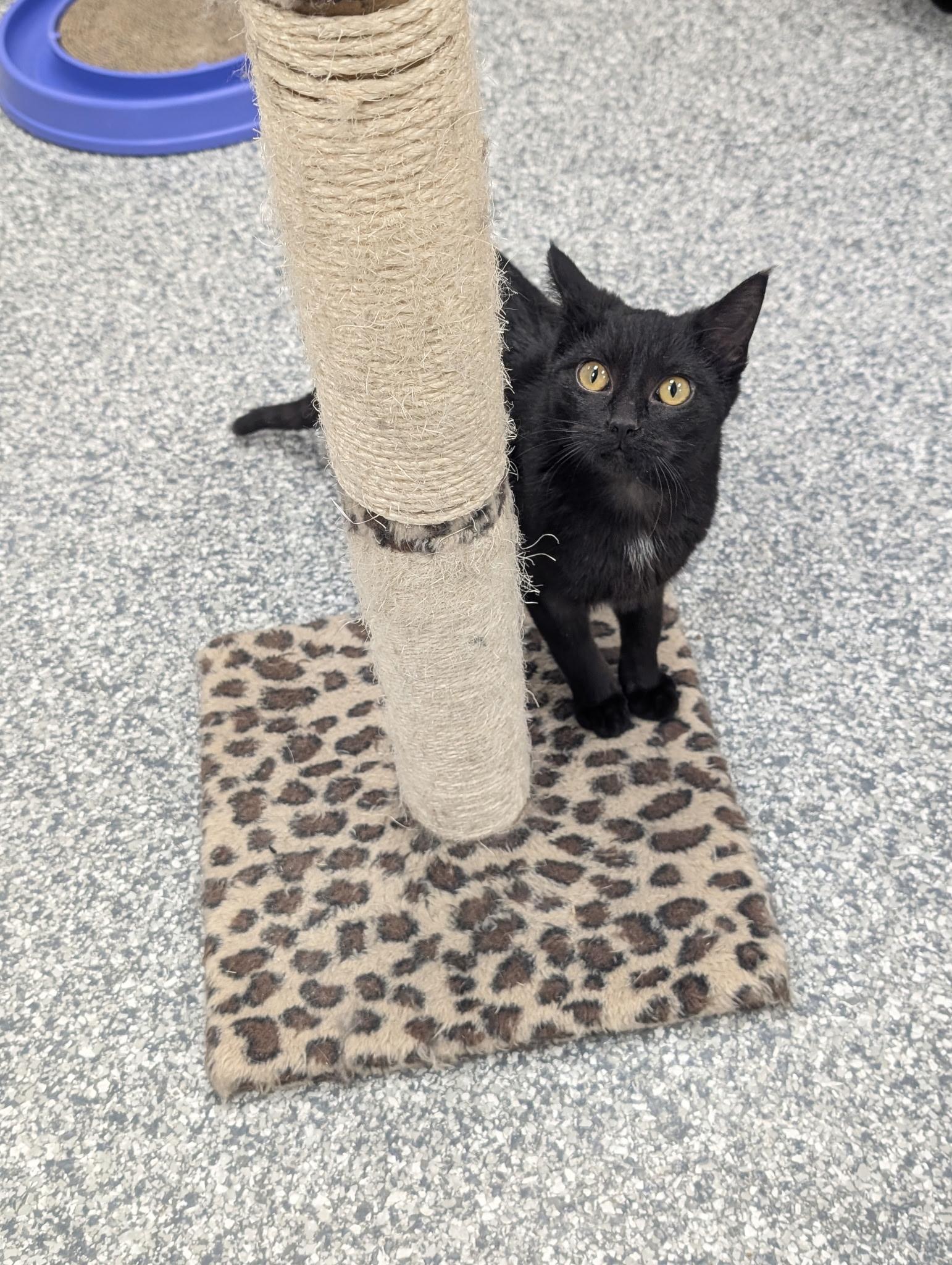 Enlarge Pyrex, a ADOPTABLE Domestic Short Hair in Hudsonville, MI image 4/6