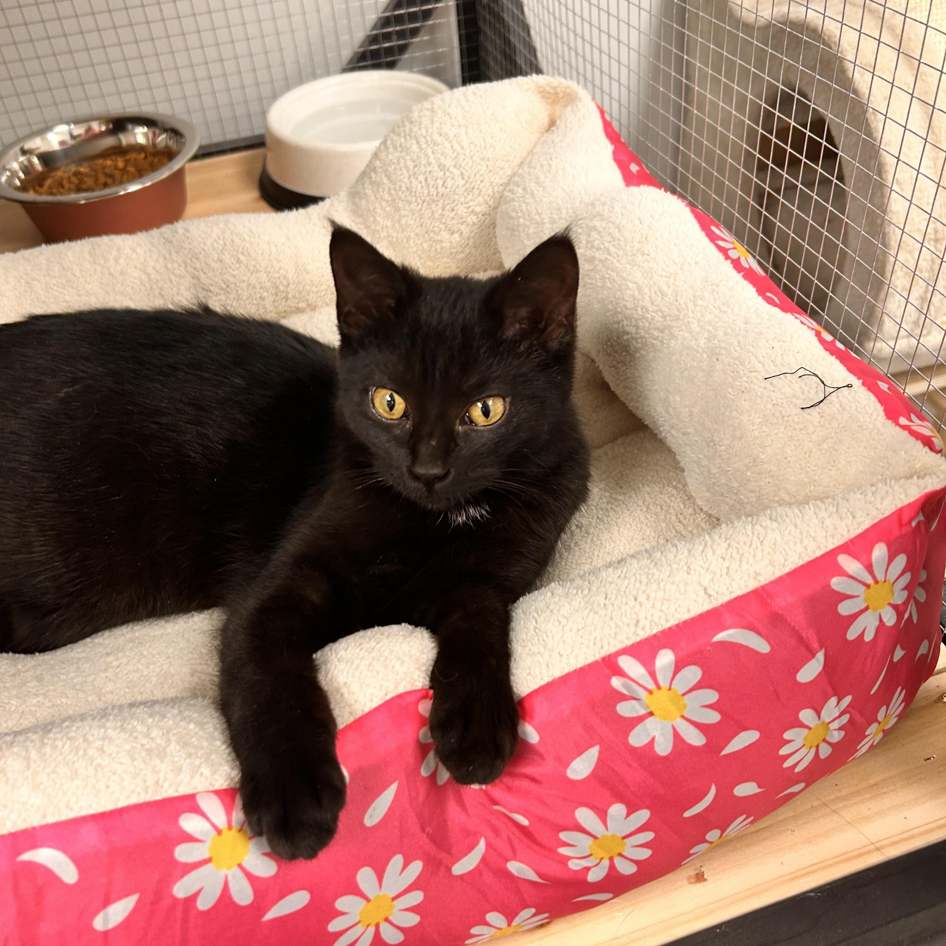Enlarge Pyrex, a ADOPTABLE Domestic Short Hair in Hudsonville, MI image 2/6