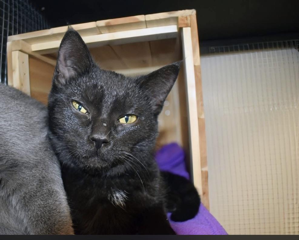 Enlarge Pyrex, a ADOPTABLE Domestic Short Hair in Hudsonville, MI image 6/6