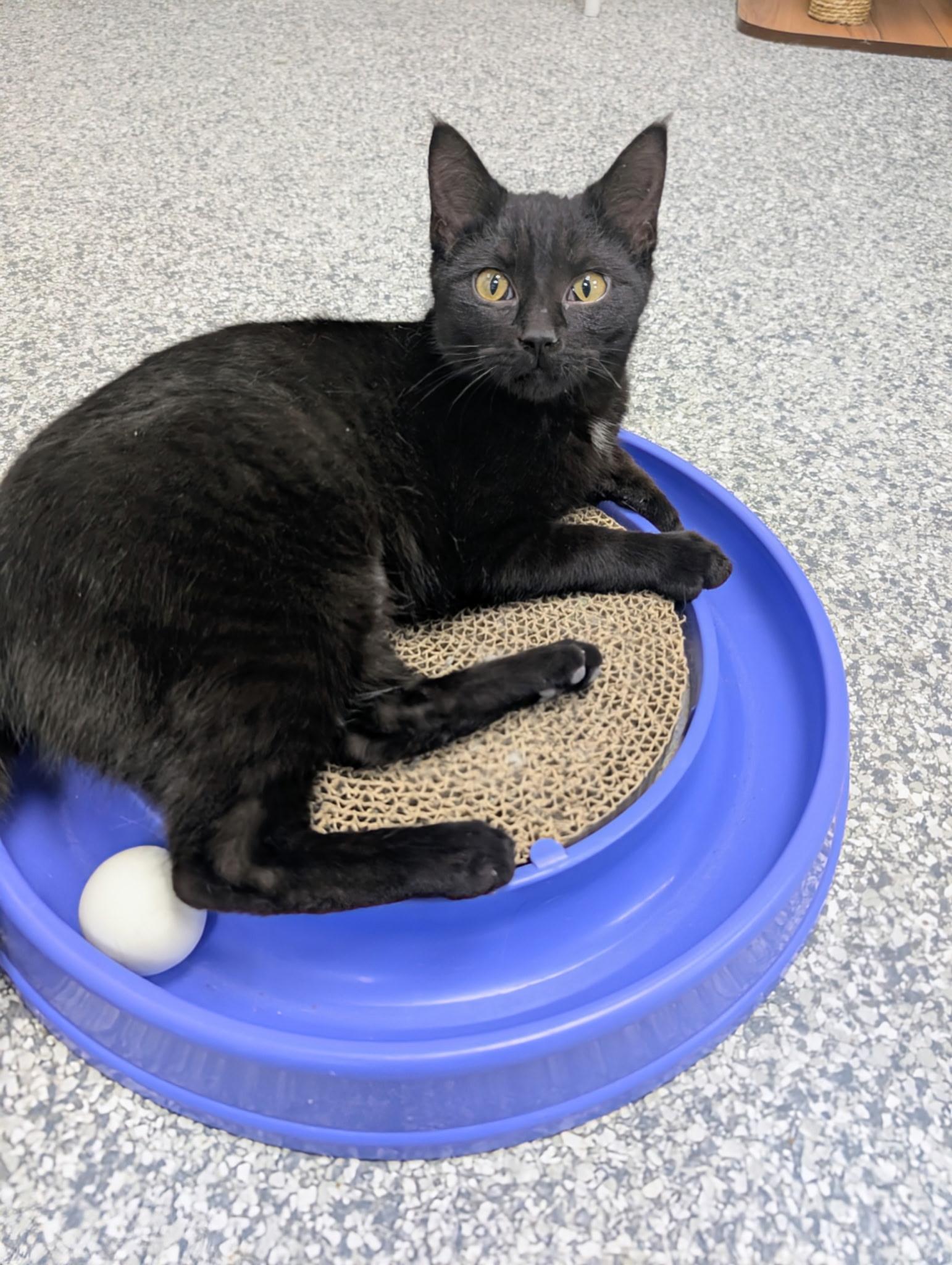 Enlarge Pyrex, a ADOPTABLE Domestic Short Hair in Hudsonville, MI image 5/6