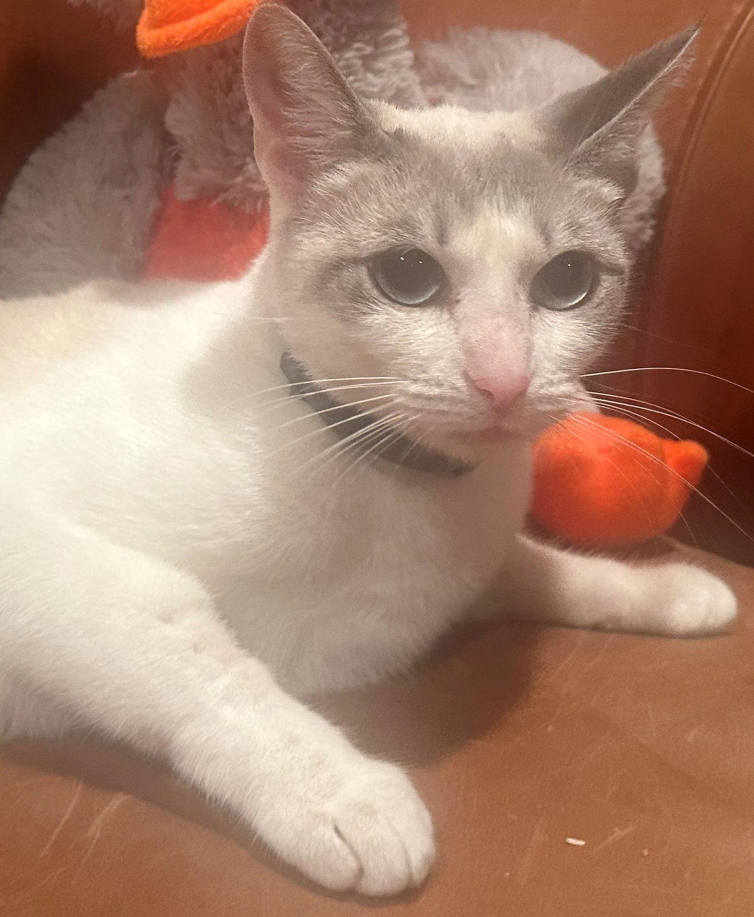 Suzette, Adopted, Young Female Domestic Short Hair & Turkish Van.