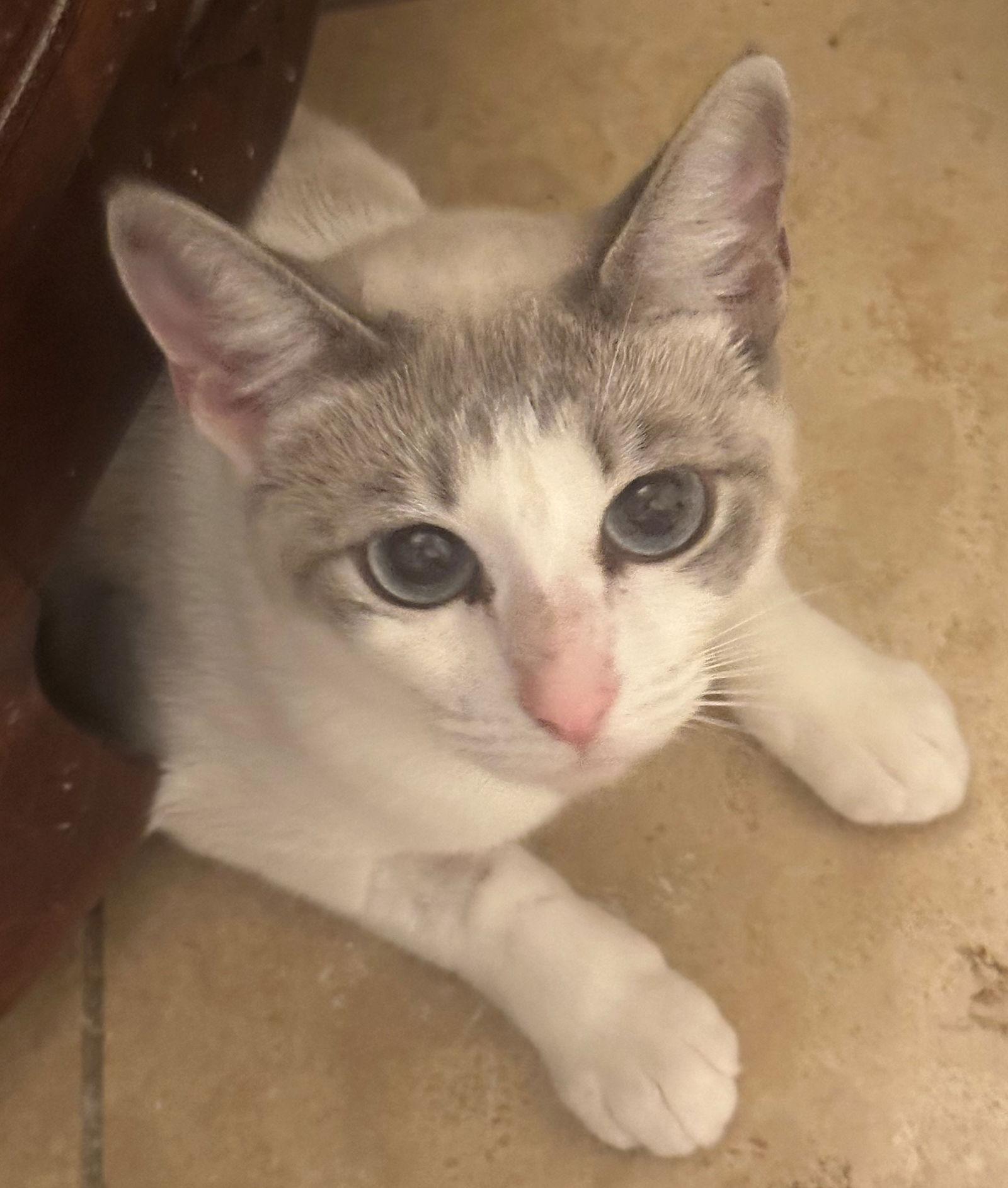 Enlarge Suzette, a Adopted mixed breed in Palo Alto, CA image 3/3