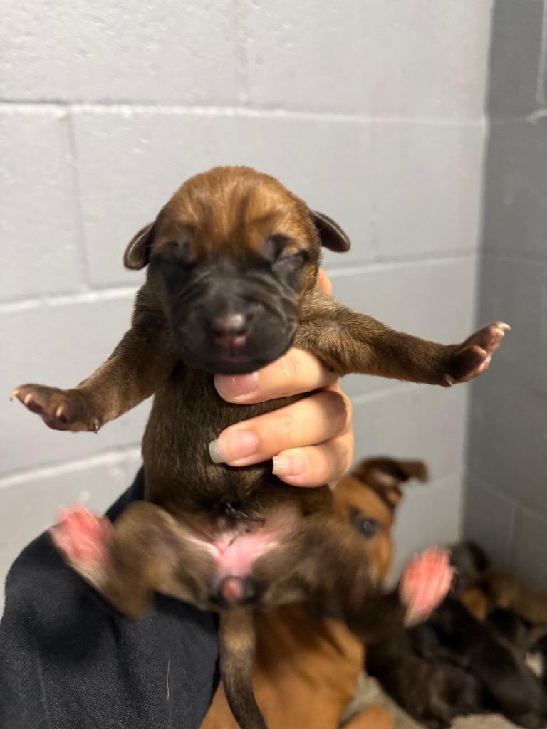 Aretha, Adoptable, Puppy Female Black Mouth Cur.