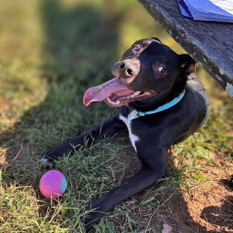 Enlarge Sullie, a Adoptable mixed breed in Lebanon, TN image 4/6