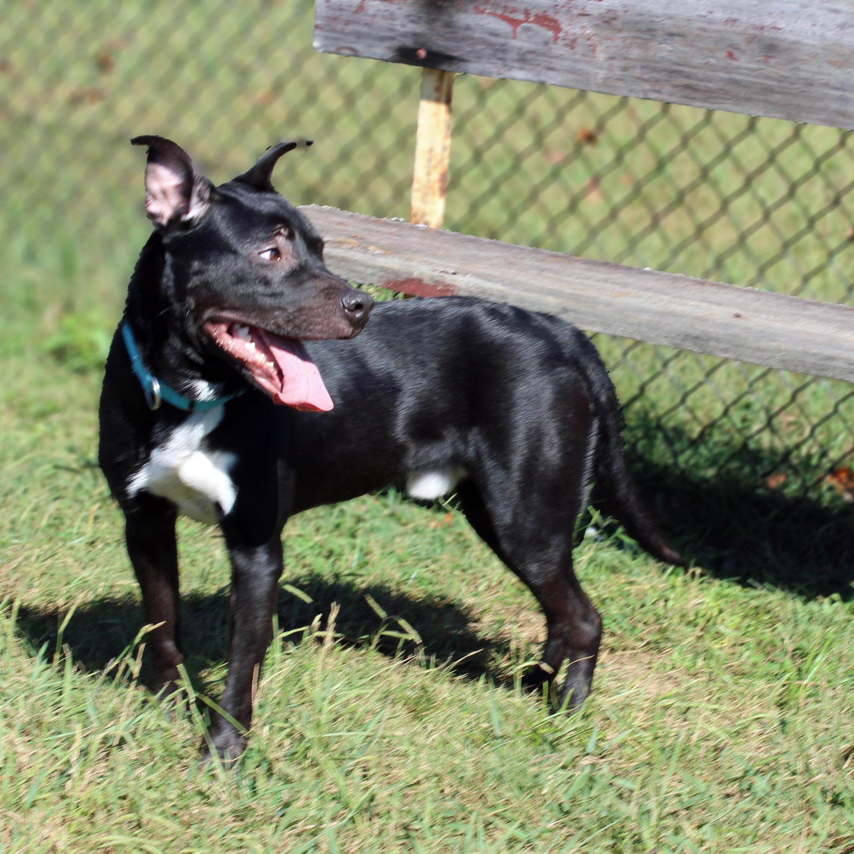 Enlarge Sullie, a Adoptable mixed breed in Lebanon, TN image 2/6