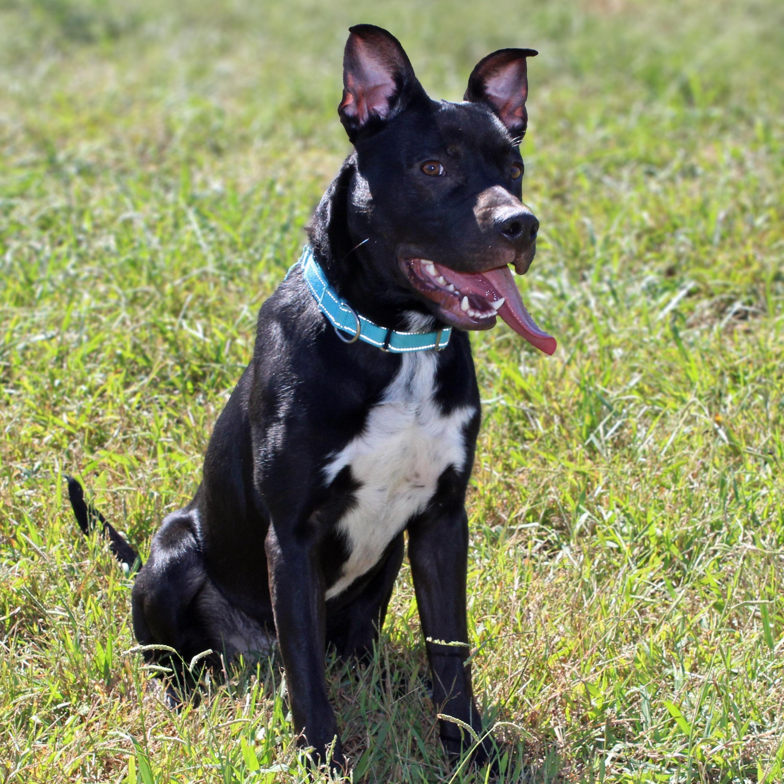 Sullie, Adoptable, Young Male Black Labrador Retriever.