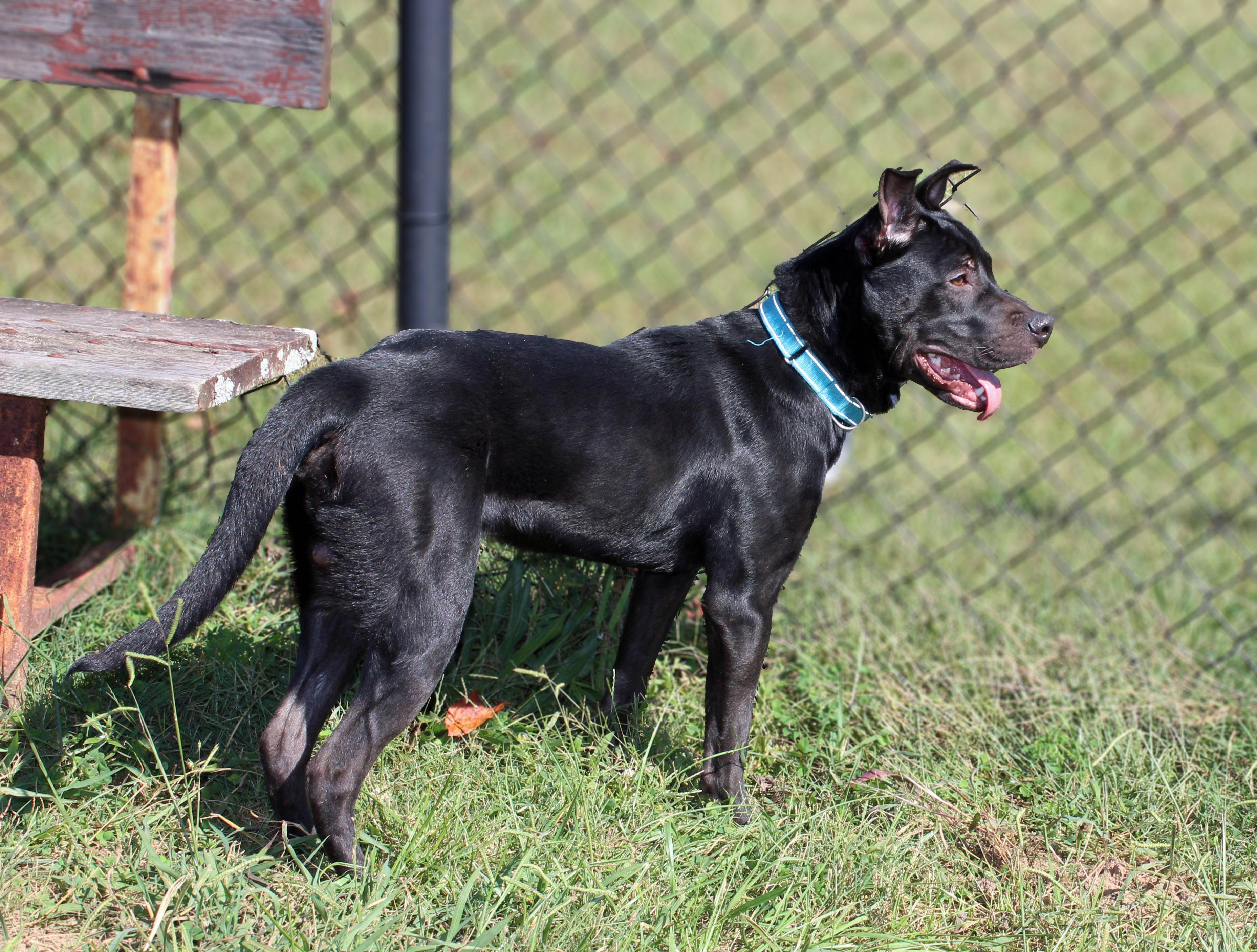 Enlarge Sullie, a Adoptable mixed breed in Lebanon, TN image 3/6