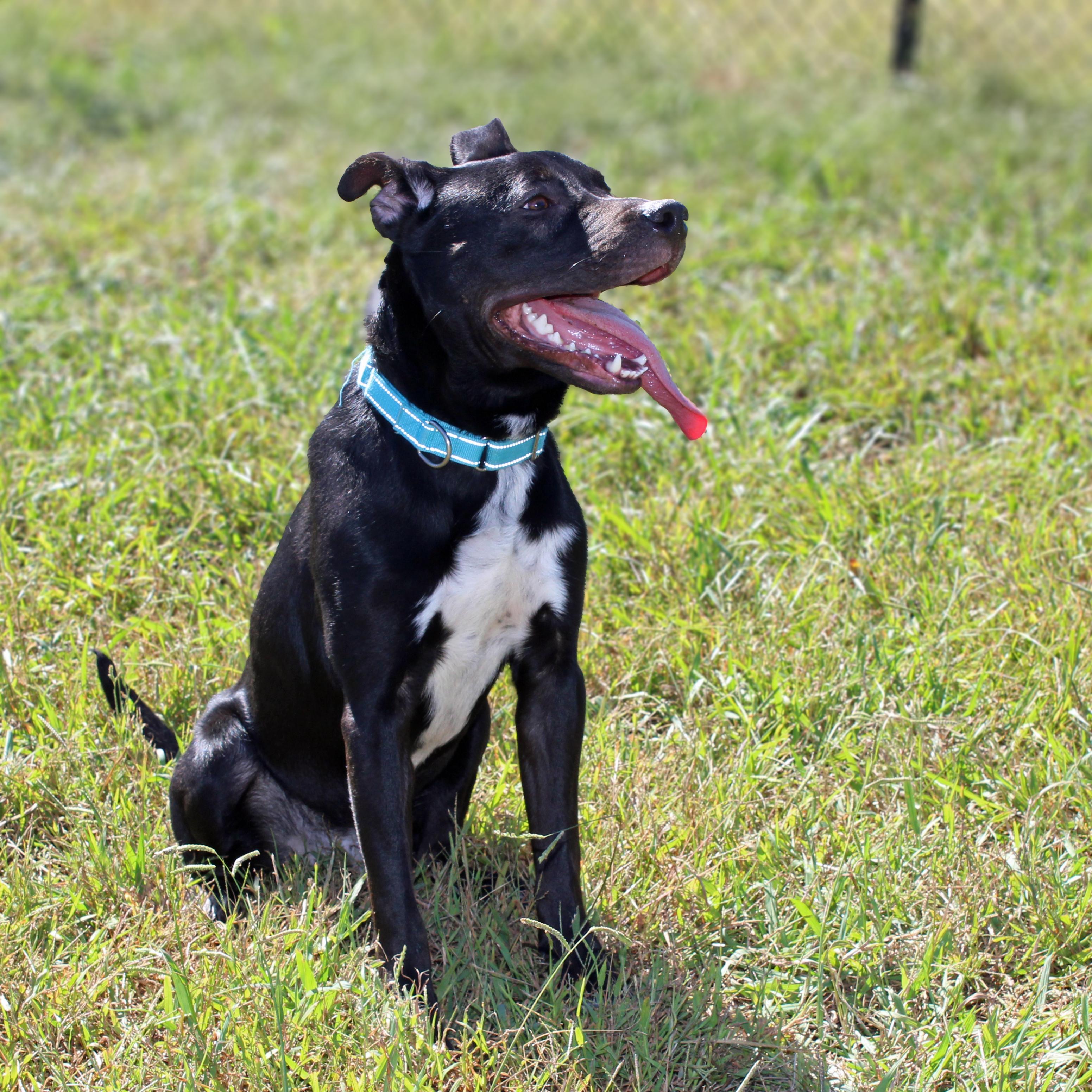 Enlarge Sullie, a Adoptable mixed breed in Lebanon, TN image 6/6