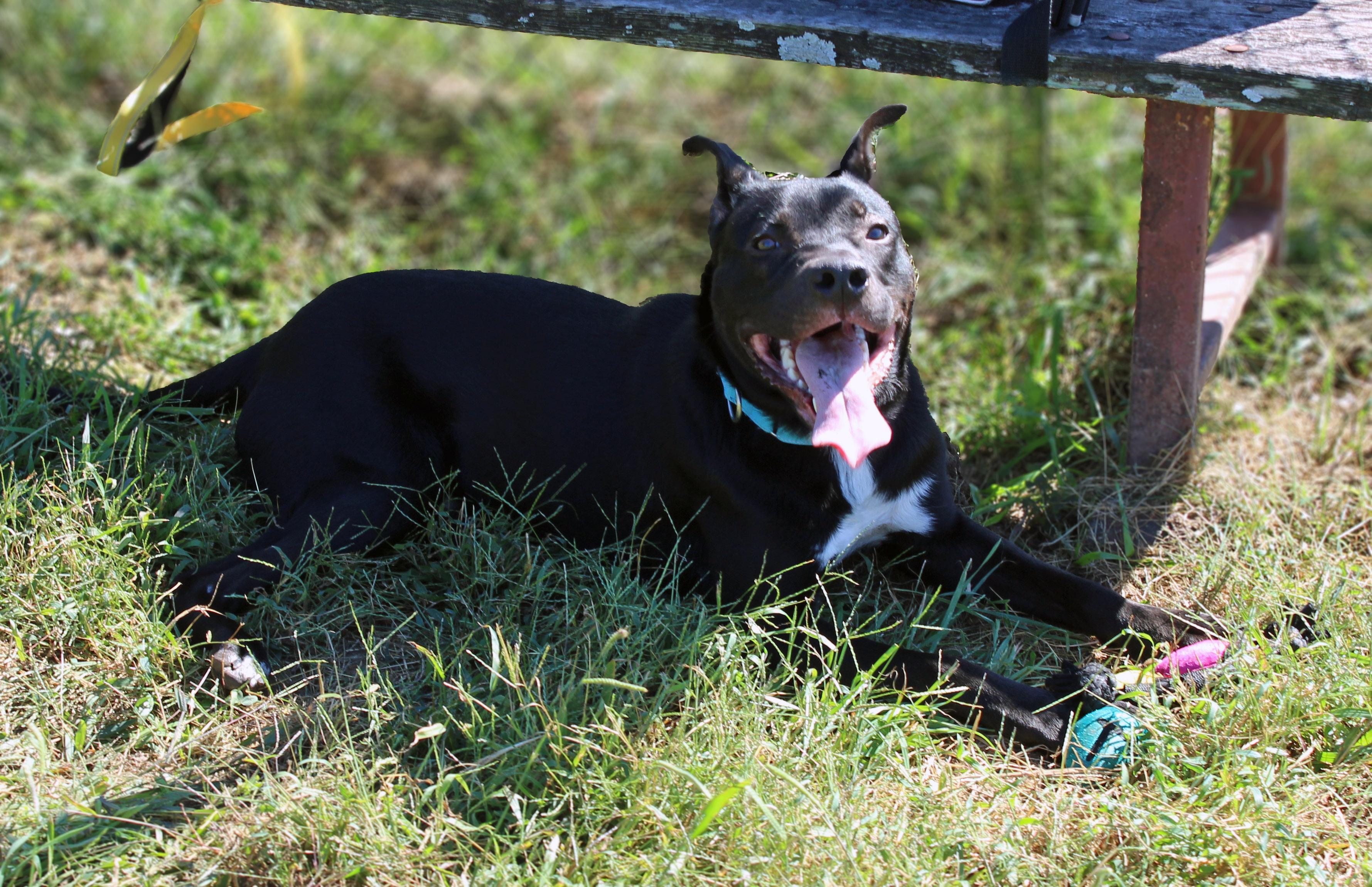 Enlarge Sullie, a Adoptable mixed breed in Lebanon, TN image 5/6