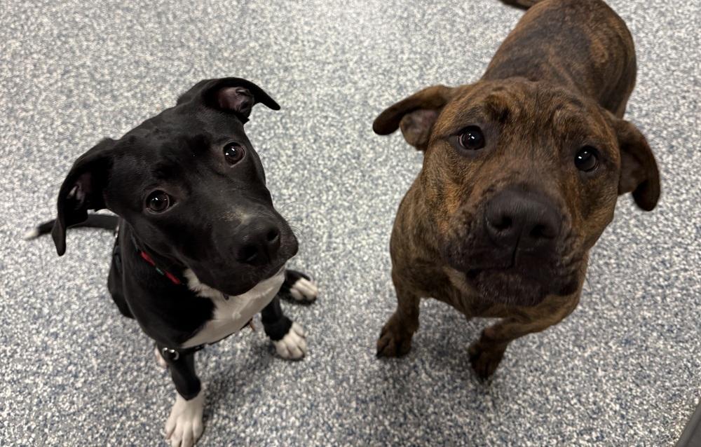 Bert, Adoptable, Puppy Male Mixed Breed.