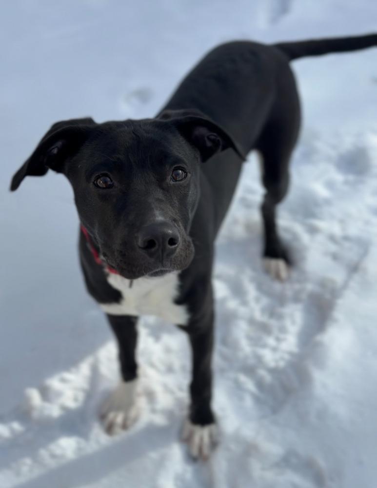 Bert, a Adoptable mixed breed in Bemidji, MN image 2/6