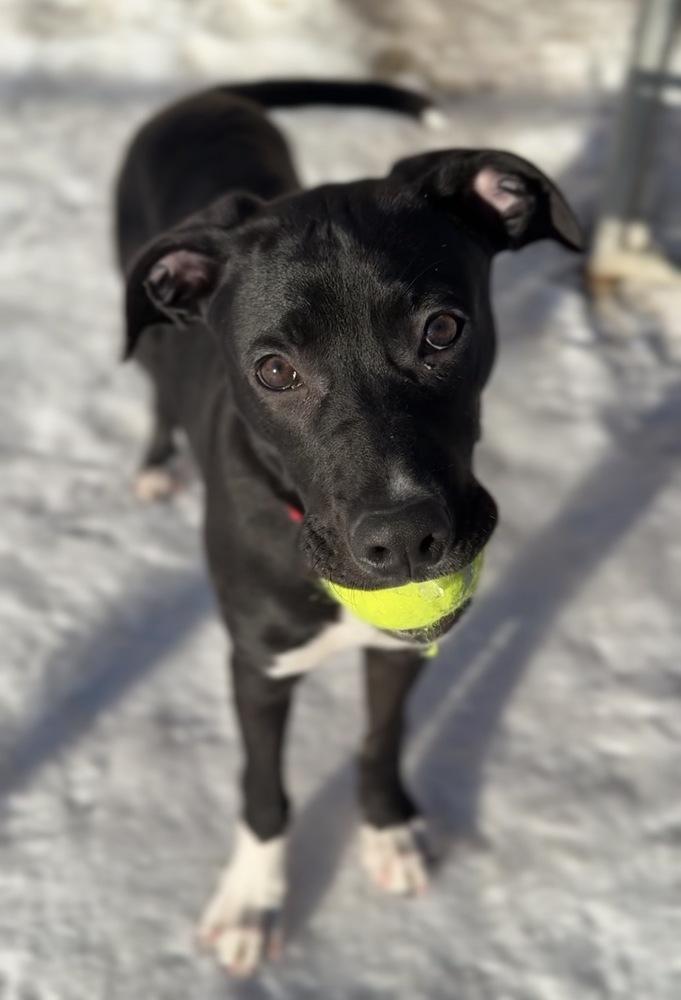 Bert, Adoptable, Puppy Male Mixed Breed.
