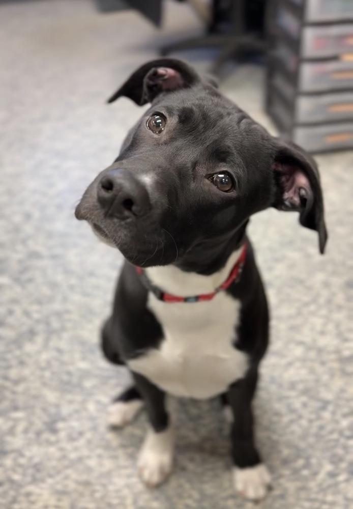 Bert, a Adoptable mixed breed in Bemidji, MN image 4/6