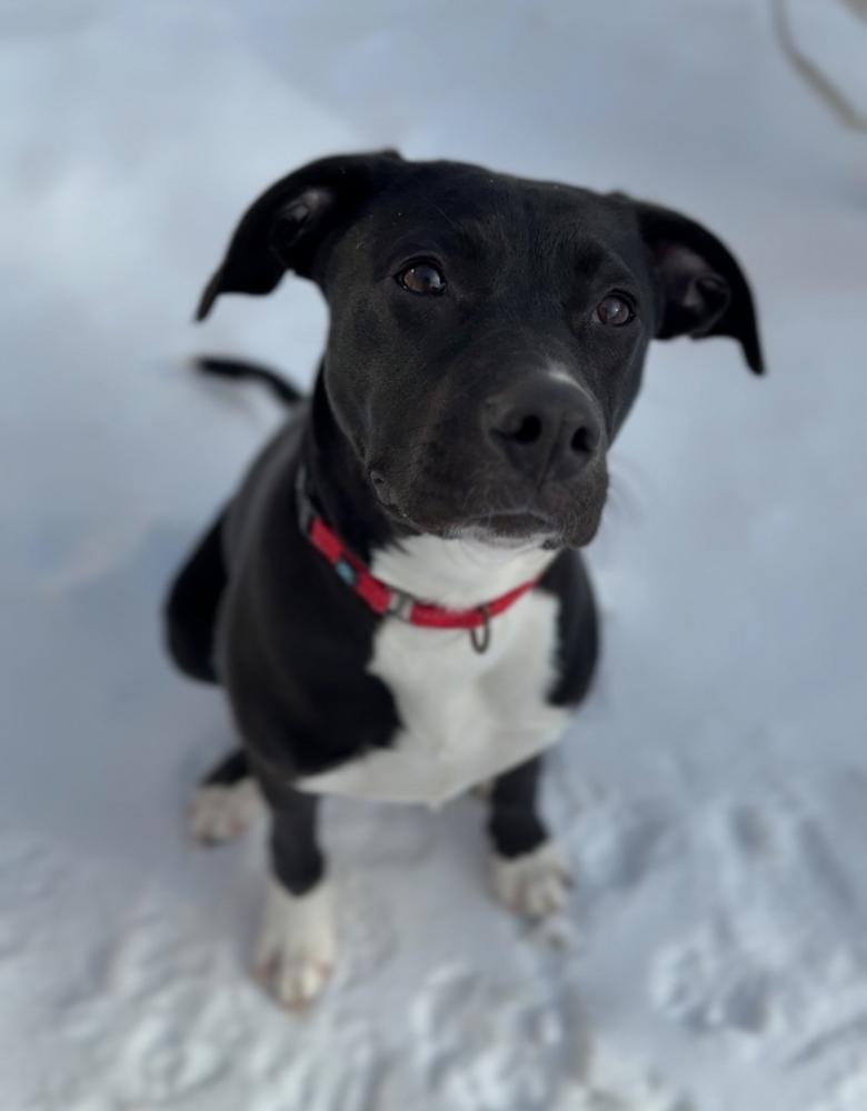 Bert, a Adoptable mixed breed in Bemidji, MN image 5/6