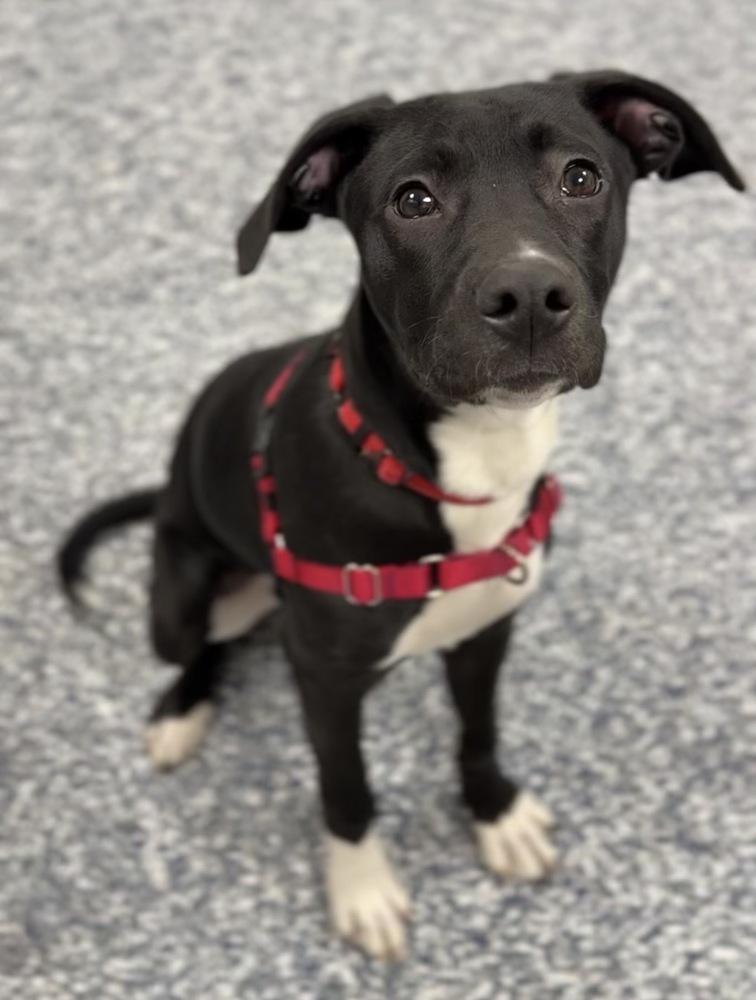 Enlarge Bert, a Adoptable mixed breed in Bemidji, MN image 2/3