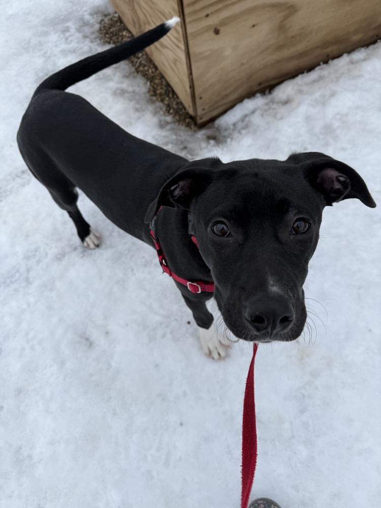 Enlarge Bert, a Adoptable mixed breed in Bemidji, MN image 3/3