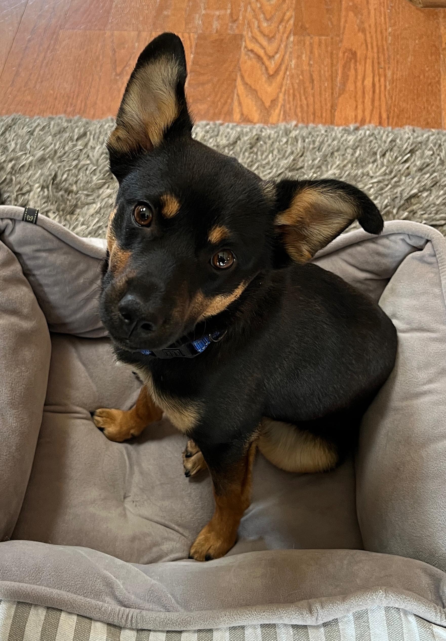 Enlarge Benny, a ADOPTABLE mixed breed in Denver, CO image 1/3