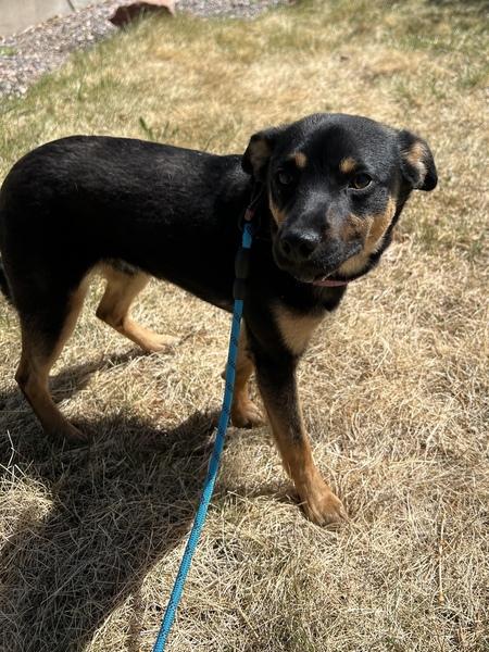 Enlarge Benny, a ADOPTABLE mixed breed in Denver, CO image 3/3