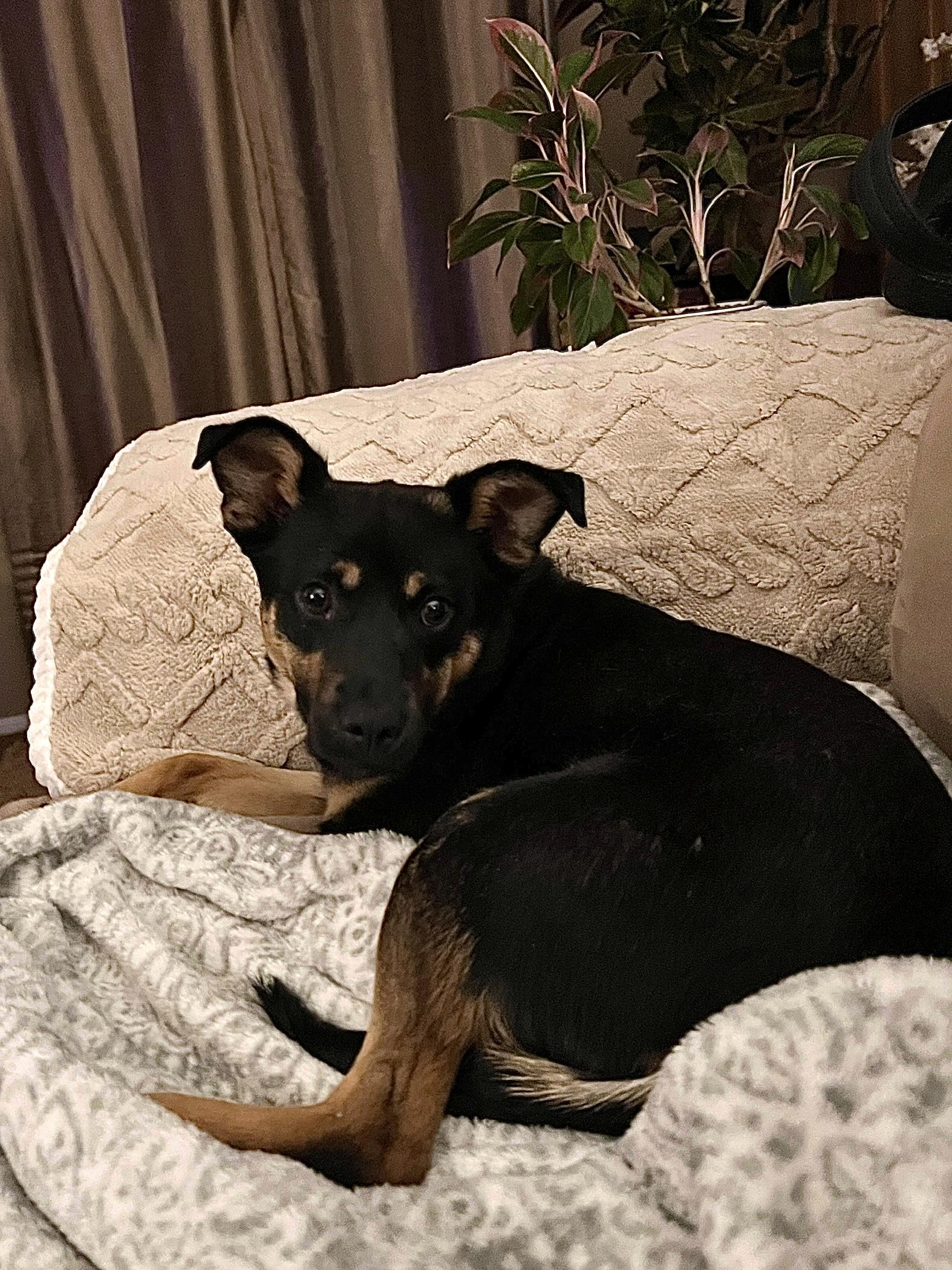 Enlarge Benny, a ADOPTABLE mixed breed in Denver, CO image 2/3