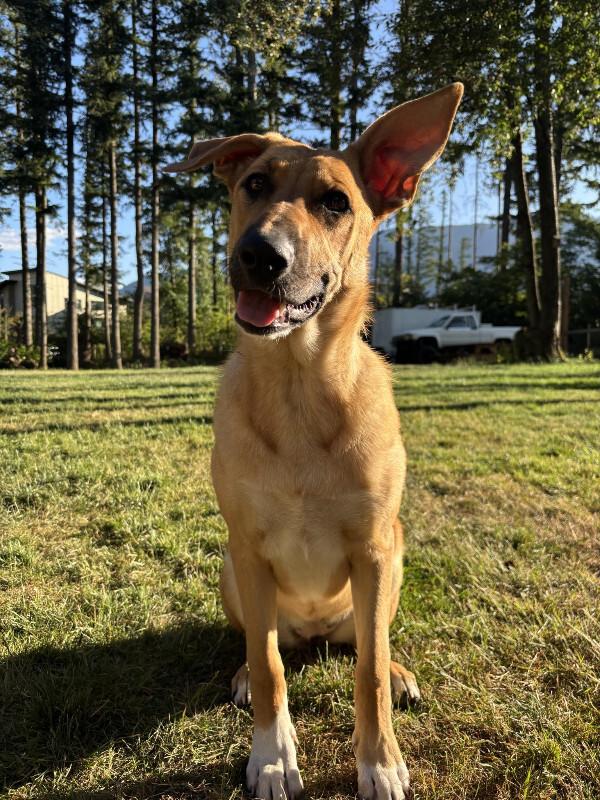 Avery, Adoptable, Adult Female German Shepherd Dog & Mixed Breed.