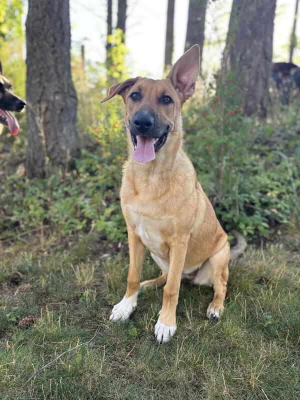 Avery, a Adoptable mixed breed in Seattle, WA image 2/6