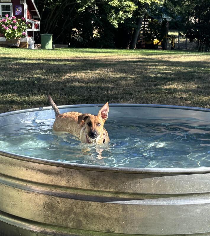 Avery, a Adoptable mixed breed in Seattle, WA image 3/6