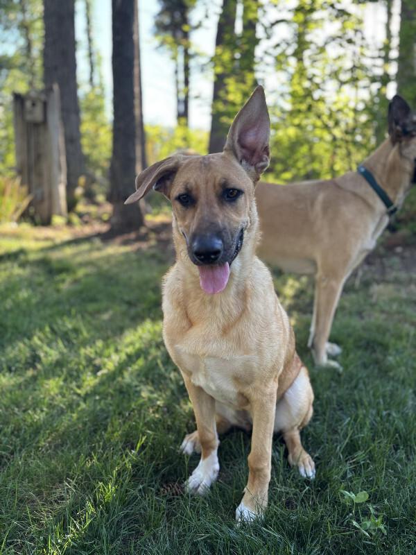 Avery, a Adoptable mixed breed in Seattle, WA image 4/6
