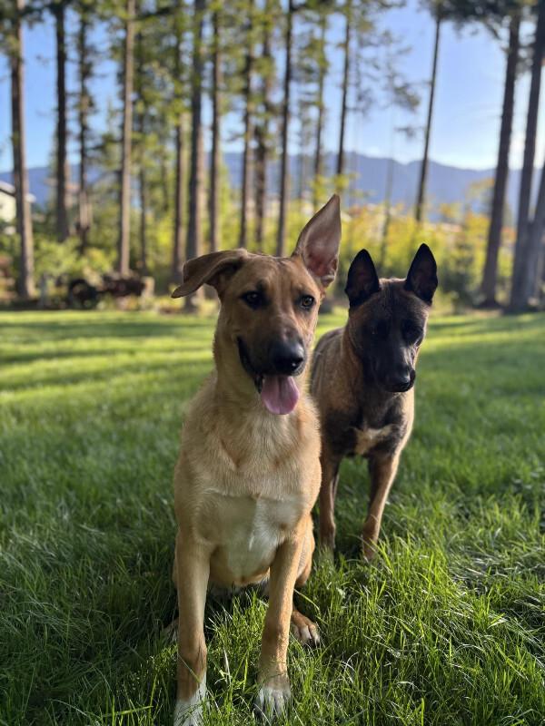 Avery, a Adoptable mixed breed in Seattle, WA image 5/6