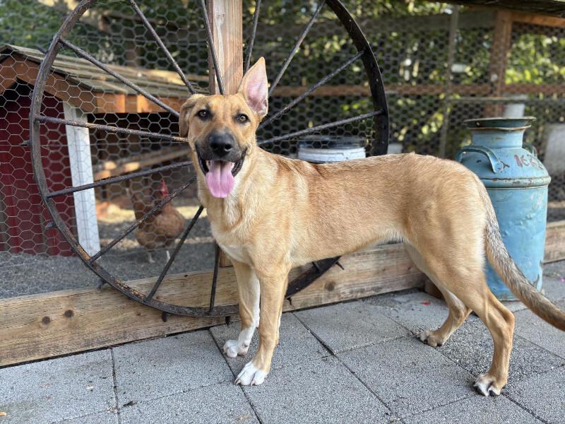 Avery, a Adoptable mixed breed in Seattle, WA image 6/6