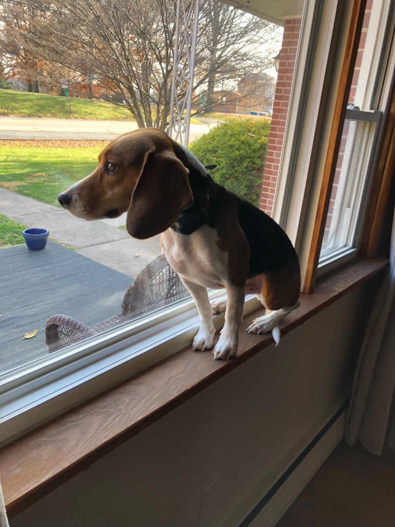 Enlarge GUEST POST - Max, a Adopted Beagle in State College, PA image 1/5