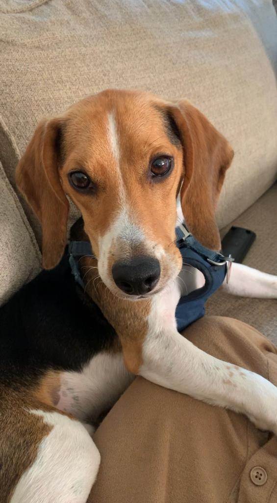 Enlarge GUEST POST - Max, a Adopted Beagle in State College, PA image 2/5