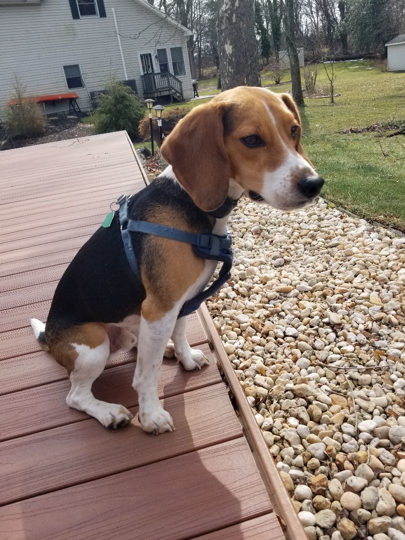 Enlarge GUEST POST - Max, a Adopted Beagle in State College, PA image 3/5