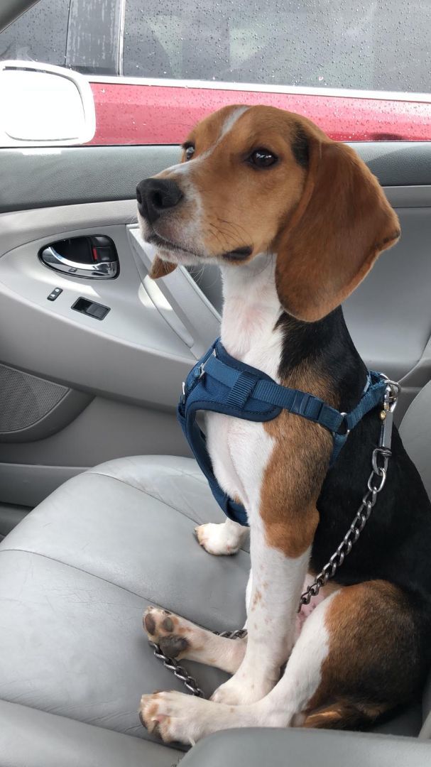 Enlarge GUEST POST - Max, a Adopted Beagle in State College, PA image 4/5