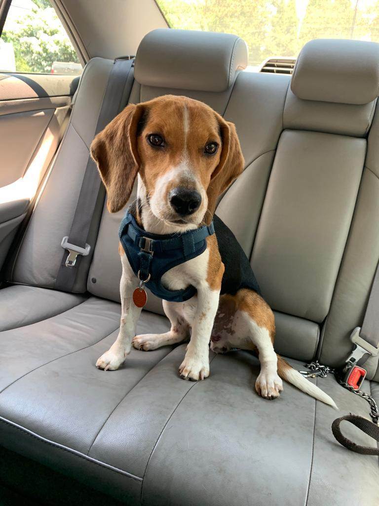 Enlarge GUEST POST - Max, a Adopted Beagle in State College, PA image 5/5